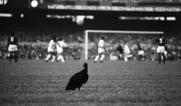 Urubu no gramado do Maracanã durante jogo do Flamengo